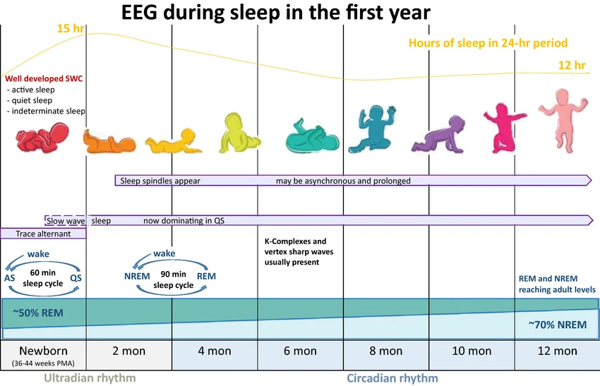 Visual summary of the development of sleep in the first year; showing the development of sleep milestones in the EEG