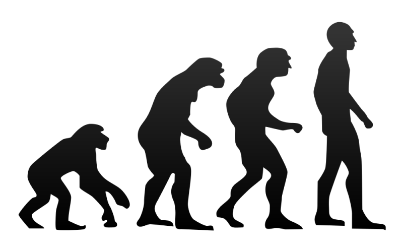 출산의 딜레마의 원인인 직립보행의 진화를 나타낸 그림